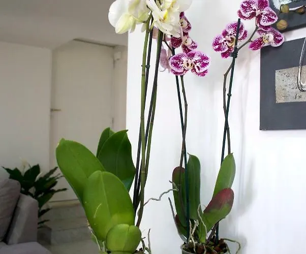 דירה La Casetta Rossa *